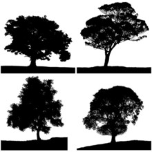 Four Tree Silhouette Black White Colors.