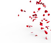 Rose Petals Falling On A Surface