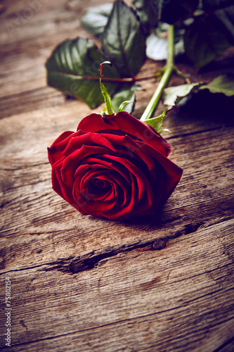 Beautiful red rose
