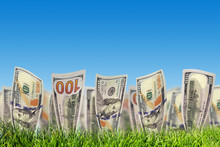 One Hundred Dollar Banknotes Growing From Green Grass. Money