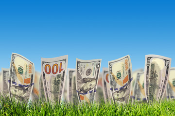 One hundred dollar banknotes growing from green grass. Money