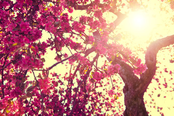 Fotomurales - Spring nature background. Blooming tree over sunny sky