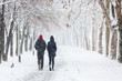 Couple walking during heavy snowstorm on the alley under tree