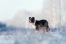 Border Collie Stands On Frost