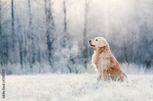 golden-retriever-siedzi-zima-w-mrozie