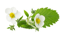 Strawberry Flowers And Leaves Isolated On The White Background