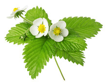 Strawberry Flowers And Leaves Isolated On The White Background