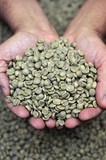 Fototapeta Nowy Jork - Green coffee beans in farmer’s hand