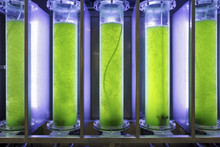 Photobioreactor In Lab Algae Fuel Biofuel Industry.
