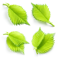 Fototapete - Hazelnut leaves isolated on white background