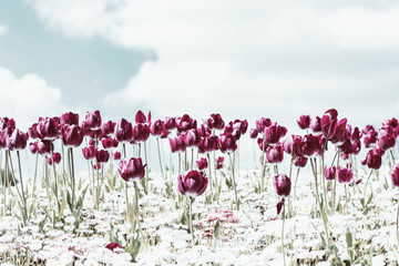 Wall Mural - Retro Photo Of Tulip Garden In Spring