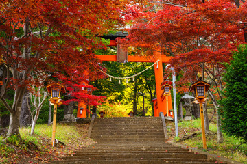 Fototapete - Torii gate to chureito pagoda in autumn, Fujiyoshida, Japan
