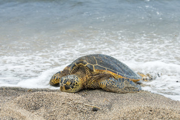 Wall Mural - Green Turtle on sandy beach in Hawaii