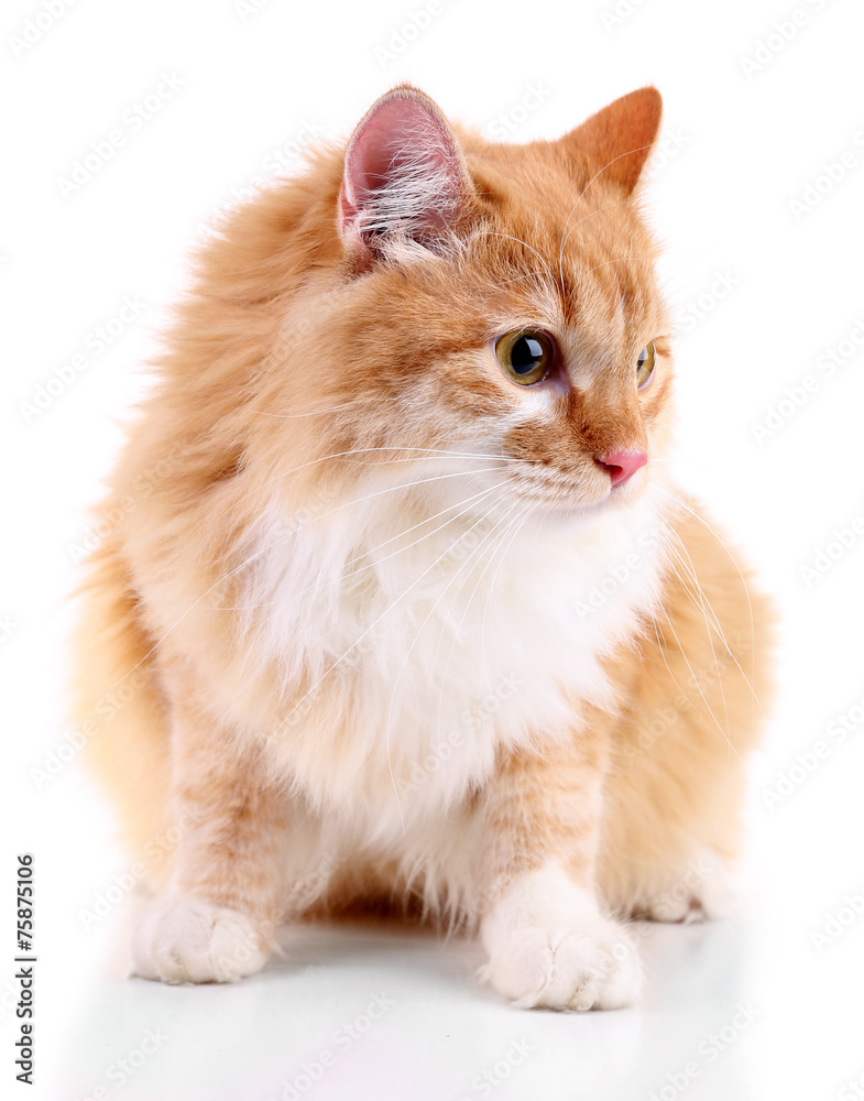 Red cat isolated on white background