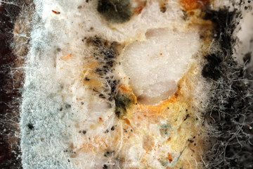 Wall Mural - Mold, macro view