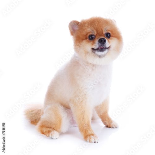 Pomeranian Dog Brown Short Hair Buy This Stock Photo And Explore