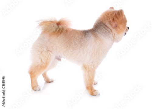 Pomeranian Dog Brown Short Hair Buy This Stock Photo And Explore