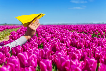 Wall Mural - Hand holding paper plane and purple tulips view