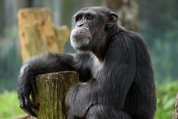  Chimpanzee