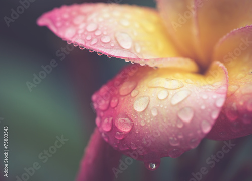 Fototapeta na wymiar drop of water on petal Plumeria flower in retro effect