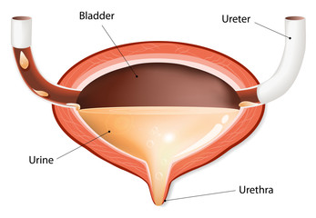 Wall Mural - Urinary bladder with urine