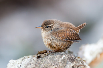 Poster - Eurasian Wren (Troglodytes troglodytes)