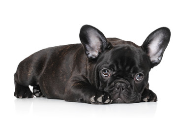 Wall Mural - Black French bulldog puppy