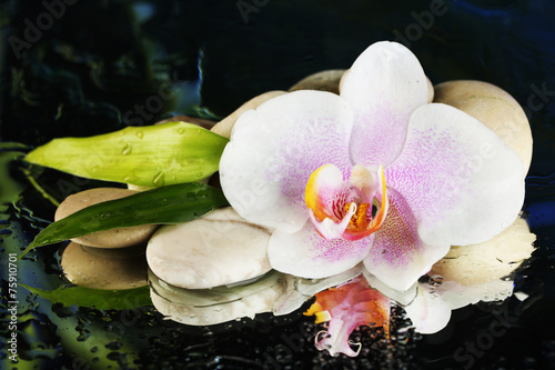 Fototapeta na wymiar Orchid flower with water drops and pebble stones