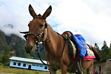 Donkey With Saddle