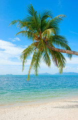 Wall Mural - Coconut Palm tree on the sandy beach