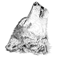 Wolf howls sketch