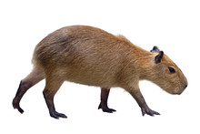 Capybara
