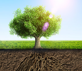 Wall Mural - tree with roots