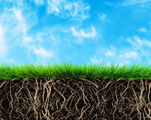 Wall Mural - grass and soil