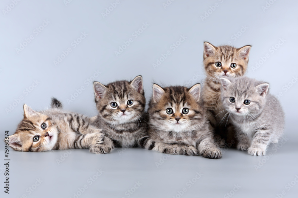 five kittens - obrazy, fototapety, plakaty 