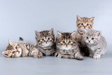 Fototapeta Koty - five kittens