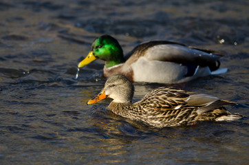 Pair of Mallard Ducks Swimming Down the River