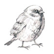 pencil sketch illustration with bird