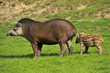 tapir et son petit
