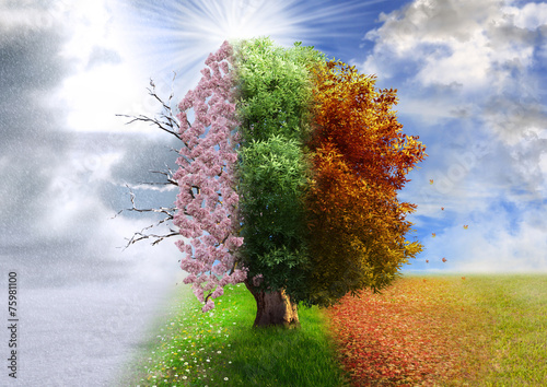 Obraz w ramie Four season tree, photo manipulation, magical, nature