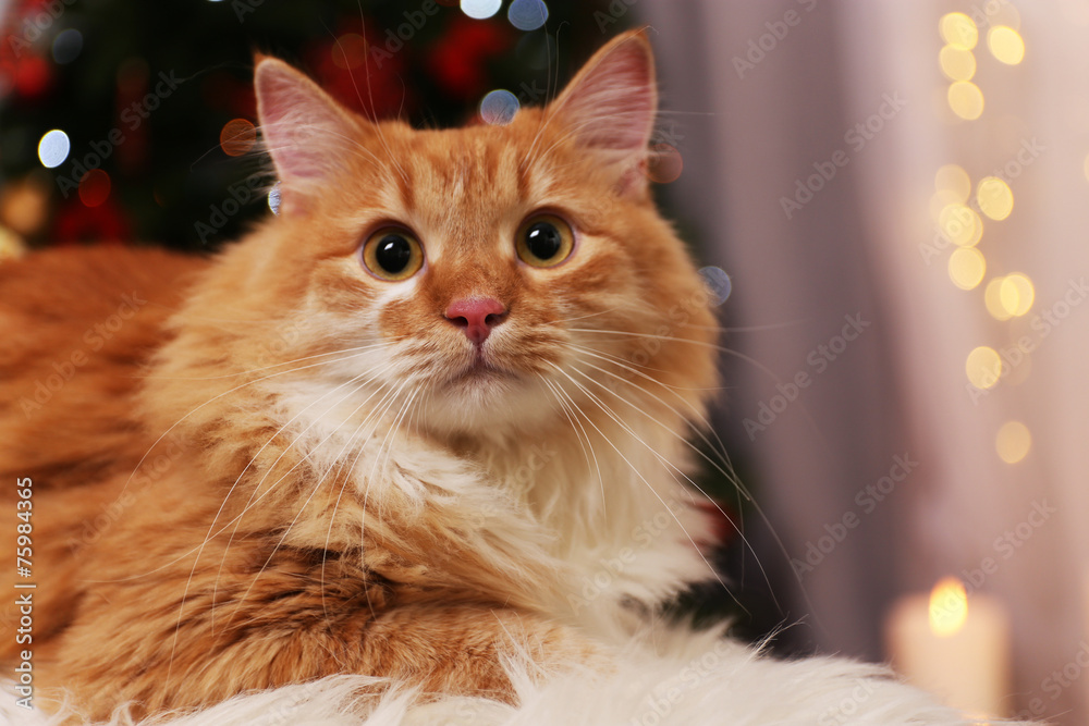 Lovable red cat on lights background
