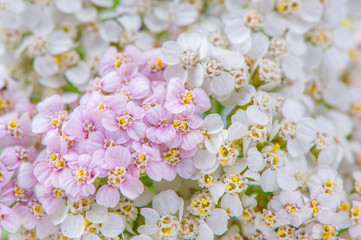 Wall Mural - White and Pink Yarrow (Achillea) Flowers Close-Up