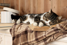 Cute Cat Lying With Book On Plaid