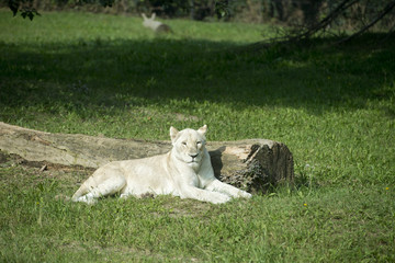 Sticker - WHITE FEMALE LION