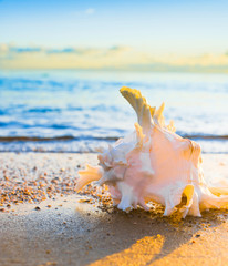 Poster - Evening Shore Tropical Symbol