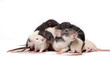 Baby rats climbing on mother rat