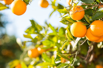 valencia orange trees