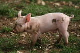 Fototapeta Zwierzęta - Piglet playing in the mud