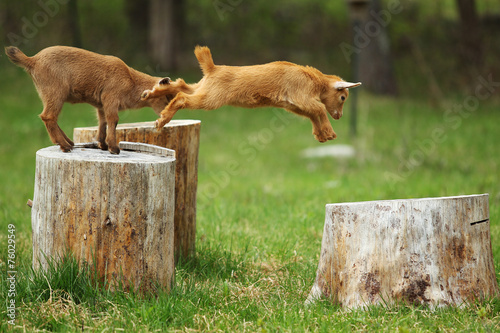 Fényképezés  Jumping Goat