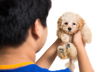 Teenager Cuddling A Cute Poodle Puppy